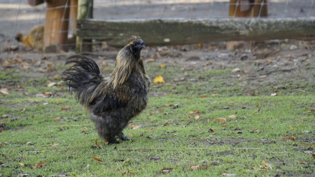 Wildpark am Potzberg