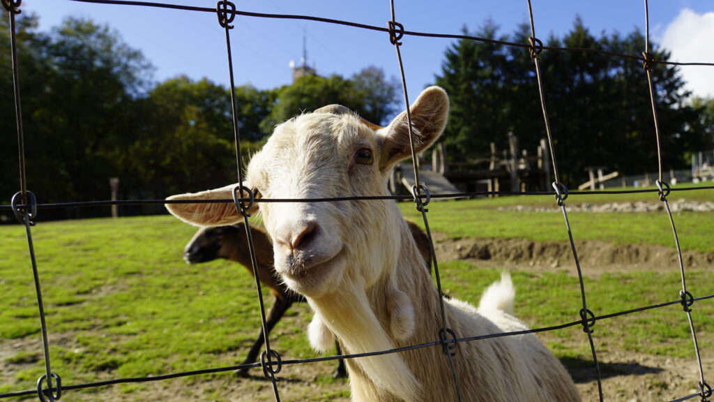Wildpark am Potzberg