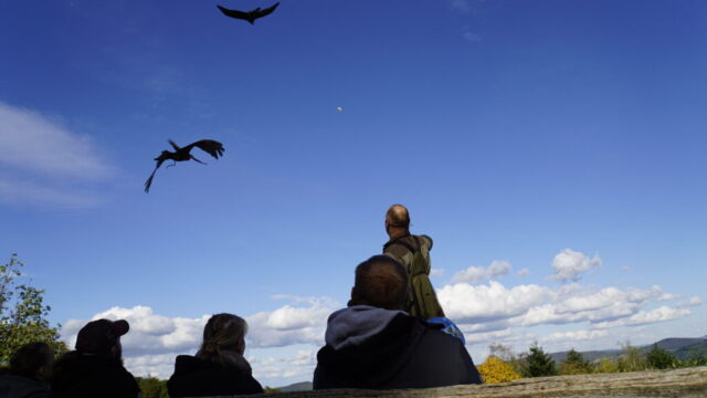 http://www.wildpark.potzberg.de/