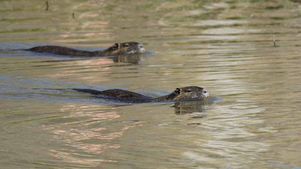 Dauerstau Selz, Alzey