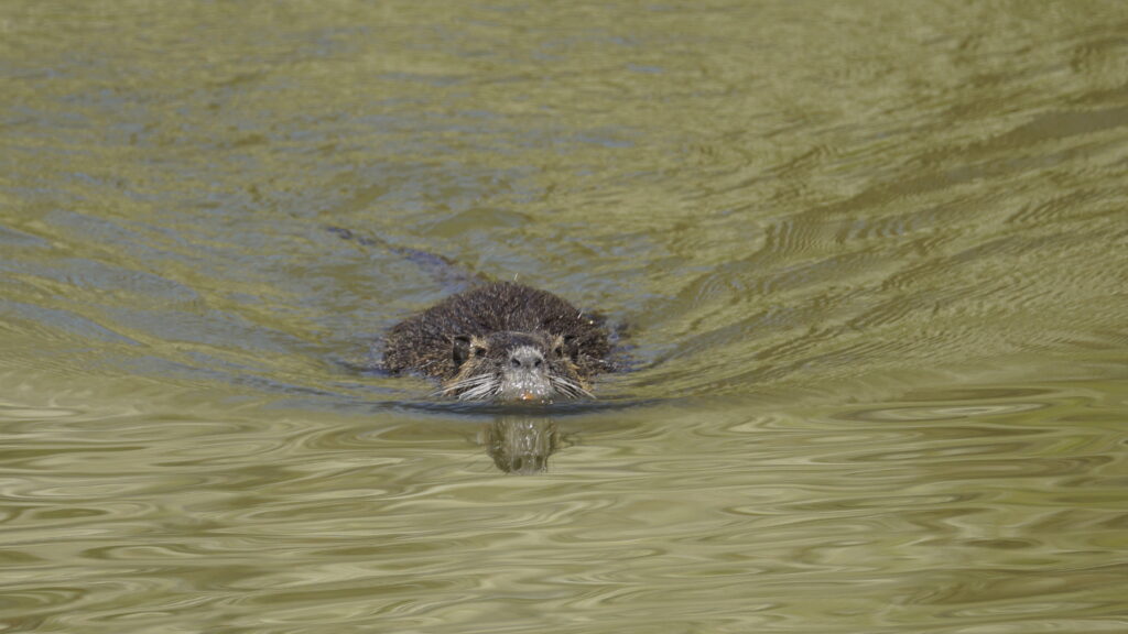 Nutria Lake, Alzey