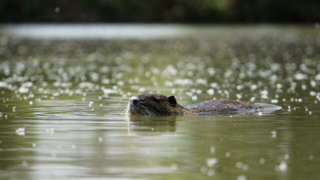Nutria Lake, Alzey