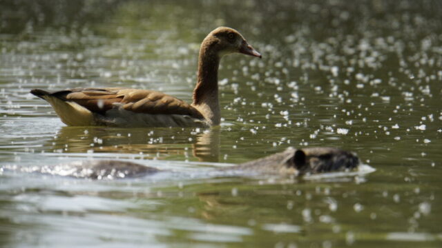 Nutria Lake, Alzey