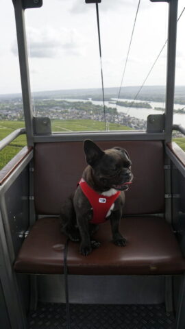 Rüdesheim am Rhein