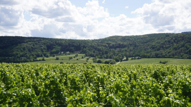 The German Wine Road region near Bad Dürkheim