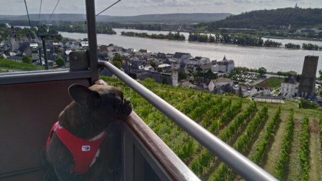 Rüdesheim am Rhein
