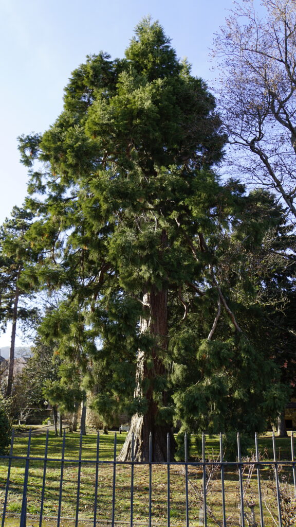 Mammoth Tree at the Erlebnisgarten Deidesheim
