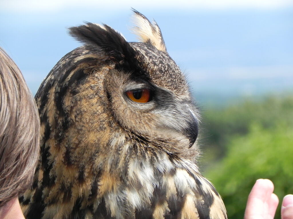 Wildpark am Potzberg