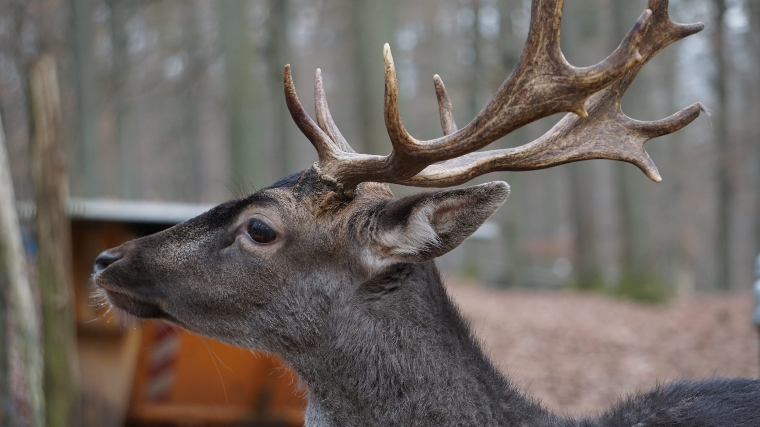 Wildpark Betzenberg