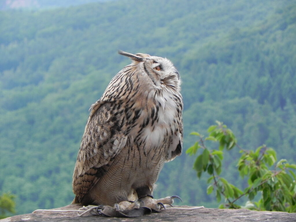 Burg Trifels