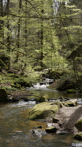 Moosalb Creek trail Karlstal