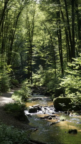 Moosalb Creek Karlstal