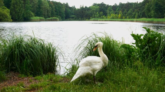 The one swan that lives at the Vogelwoog can be see drifting around its calm waters