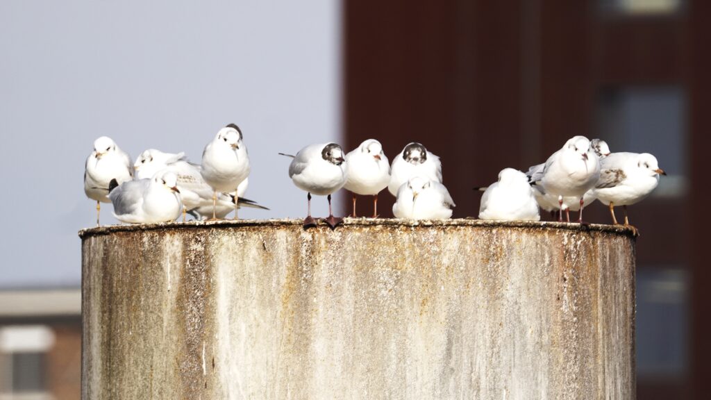 Seegulls on the Rhein Ludwigshafen