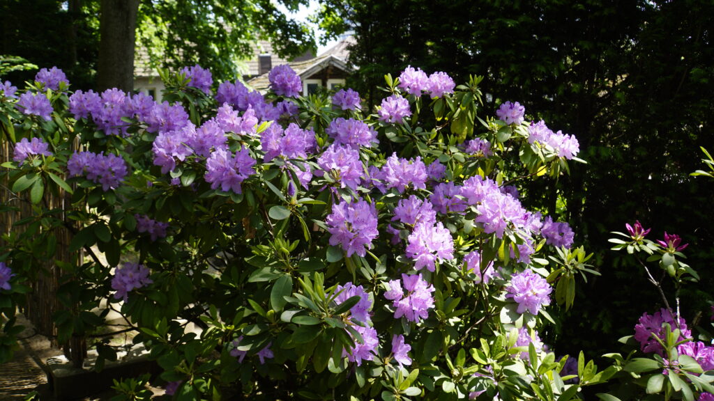 Japanese Garden Kaiserslautern