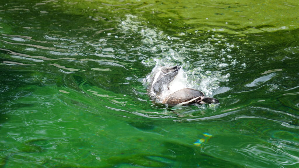 Edgar the penguin at the Frankfurt Zoo