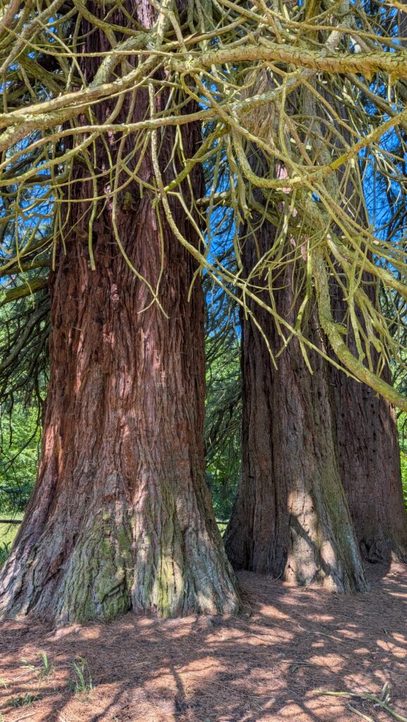 Mammoth Grove Landstuhl