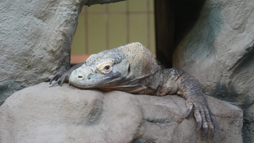 Lazy lizard at the Frankfurt Zoo