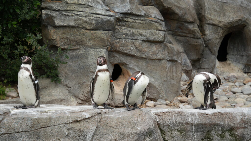 Gaggle of Penguins at the Frankfurt Zoo
