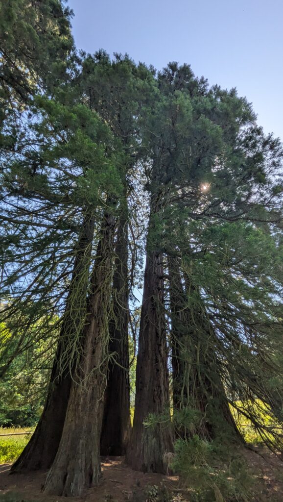Mammoth Trees Landstuhl