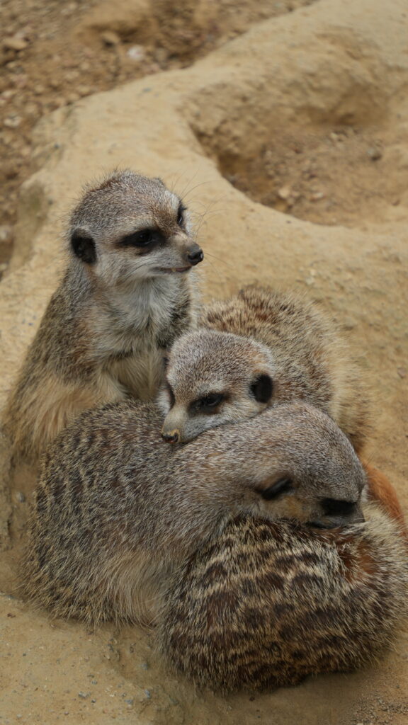 Meerkat Cuddle Pile at the Frankfurt Zoo