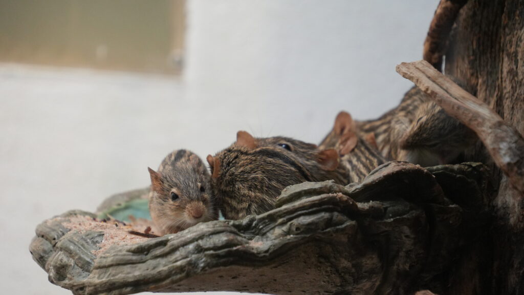 Cuddle Pile of Mice at the Frankfurt Zoo