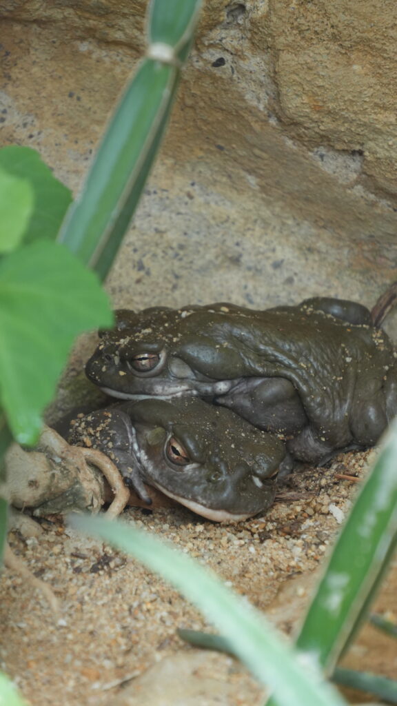 Toad cuddle pile at the Frankfurt Zoo