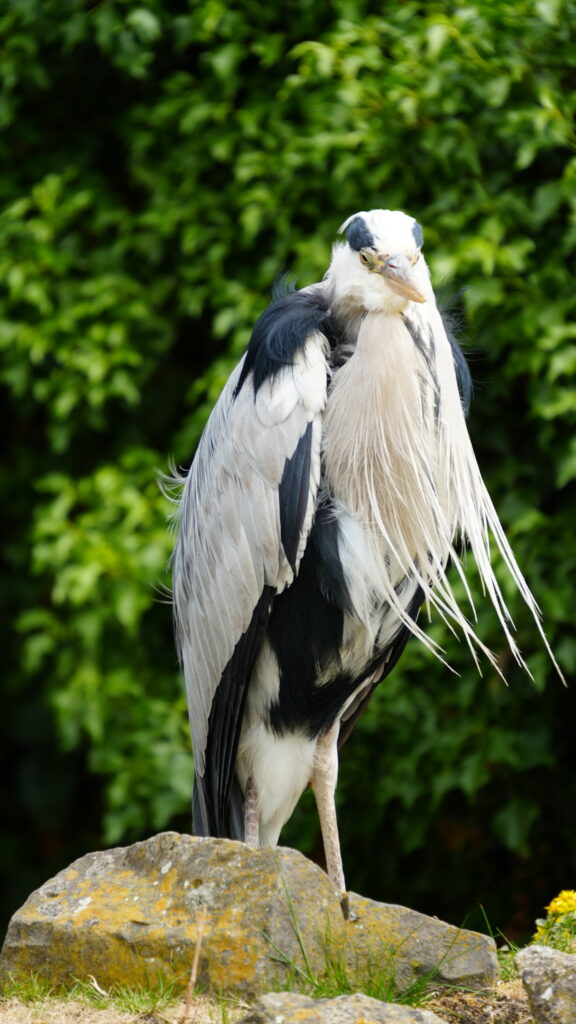 Strange birds at the Frankfurt Zoo