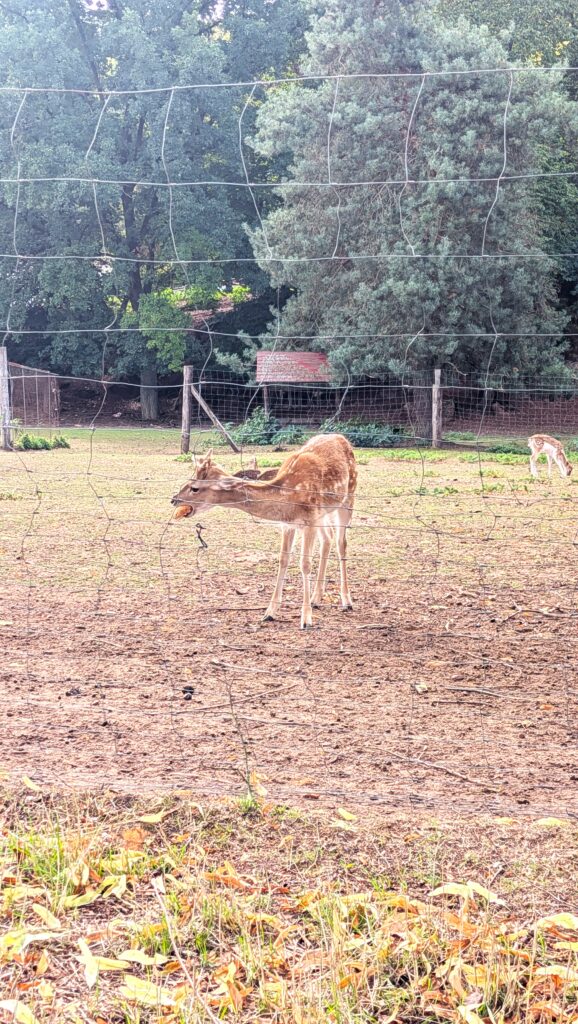 Deer in Hauptstuhl