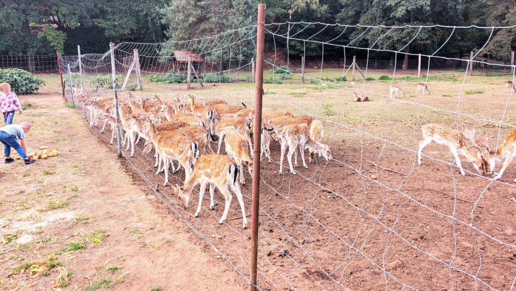 Deer in Hauptstuhl