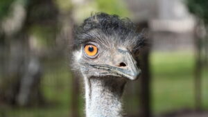 Emu 4U