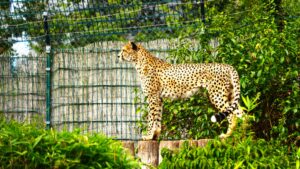 Lonely Cheetah