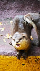 Otters